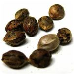 Семена марихуаны АК-47  (Seeds AK-47) в Козельске